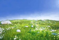 青青草草视频,探寻自然之美，感受生命活力